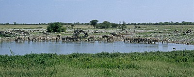 Okaukuejo-Wasserloch: Steppenzebras (Equus quagga) beim Trinken - Etosha Nationalpark