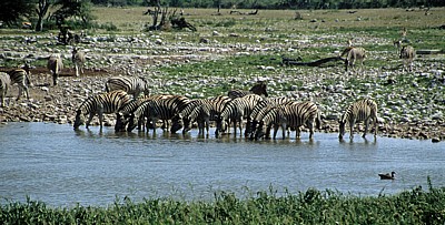 Okaukuejo-Wasserloch: Steppenzebras (Equus quagga) beim Trinken  - Etosha Nationalpark