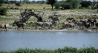 Okaukuejo-Wasserloch: Steppenzebras (Equus quagga) verlassen die Wasserstelle - Etosha Nationalpark