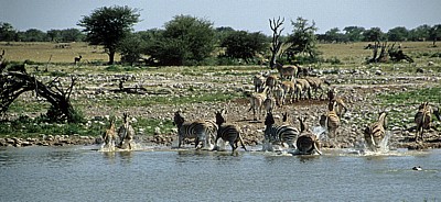 Okaukuejo-Wasserloch: Steppenzebras (Equus quagga) verlassen die Wasserstelle - Etosha Nationalpark