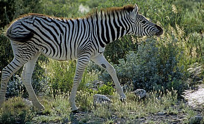 Junges Steppenzebra (Equus quagga) - Etosha Nationalpark