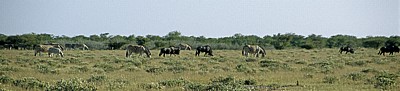 Steppenzebras (Equus quagga) und Streifengnus (Connochaetes taurinus) - Etosha Nationalpark