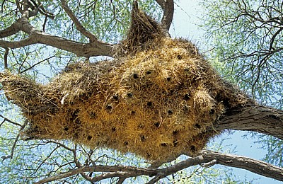 Okaukuejo: Siedelwebernester (Philetairus socius)  - Etosha Nationalpark