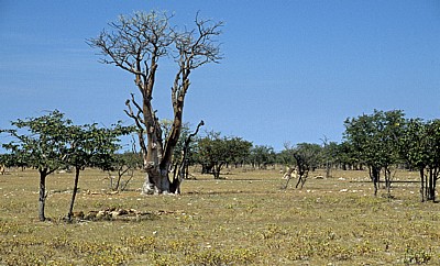 Märchenwald (Sprookieswoud): Moringa ovalifolia - Etosha Nationalpark