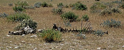 Steppenzebra (Equus quagga): Skelett - Etosha Nationalpark