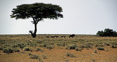 Springböcke (Antidorcas marsupialis) im Schatten eines Baumes - Etosha Nationalpark