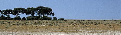 Springböcke (Antidorcas marsupialis) und Streifengnus (Connochaetes taurinus) - Etosha Nationalpark