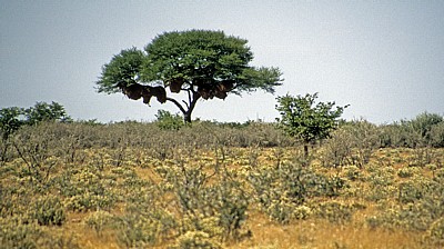 Siedelwebernester (Philetairus socius) - Etosha Nationalpark