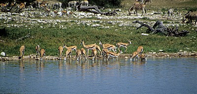 Springböcke (Antidorcas marsupialis) - Etosha Nationalpark