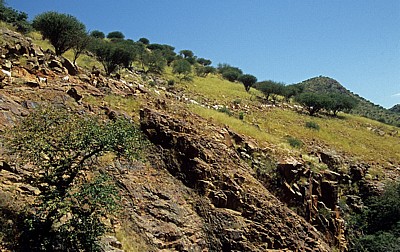 Hausziegenherde (Capra aegagrus hircus) auf einem Bergpfad - Kunene