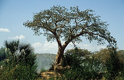 Baobab / Afrikanischer Affenbrotbaum (Adansonia digitata). - Kunene