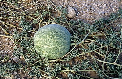 Namib: Tsamma-Melone (Citrullus lanatus) - Erongo