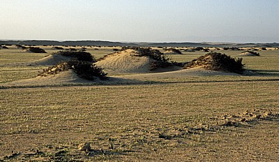 Namib: Kleine Dünen inmitten der grünen Wüste - Erongo