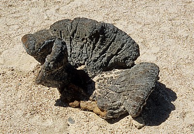 Welwitschia-Drive: Verbrannte Welwitschia (Welvitischa mirabilis) - Namib