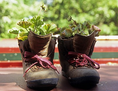 Wanderschuhe mit Geranien bepflanzt - Crick