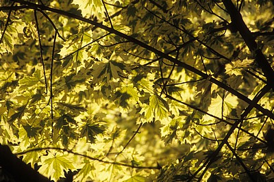 Weißbunter Spitz-Ahorn (Acer platanoides 'Drummondii') - Cavendish