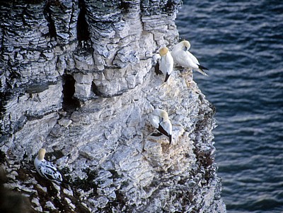 Bempton Cliffs: Basstölpel (Morus bassanus) - Bempton