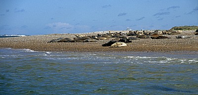 Blakeney National Nature Reserve: Blakeney Point - Seehunde (Phoca vitulina) - Norfolk