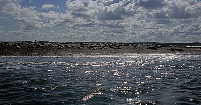 Blakeney National Nature Reserve: Blakeney Point - Seehunde (Phoca vitulina) - Norfolk
