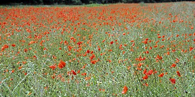 Klatschmohn (Papaver rhoeas) - Norfolk