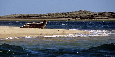 Blakeney National Nature Reserve: Blakeney Point - Seehunde (Phoca vitulina) - Norfolk
