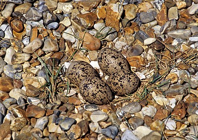 Blakeney National Nature Reserve: Gelege eines Austernfischers (Haematopus ostralegus) - Norfolk