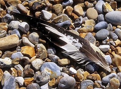 Blakeney National Nature Reserve: Federn am Kiesstrand - Norfolk