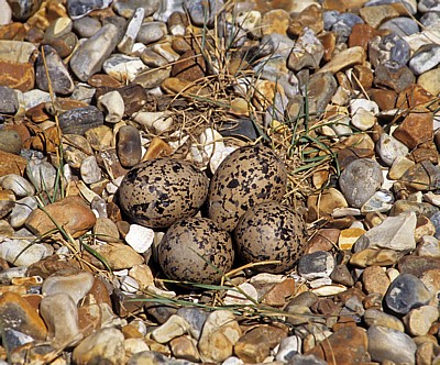 Blakeney National Nature Reserve: Gelege eines Austernfischers (Haematopus ostralegus) - Norfolk