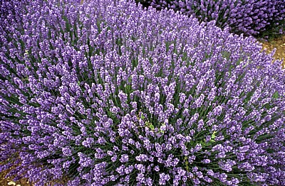 Echter Lavendel (Lavandula angustifolia) - Norfolk