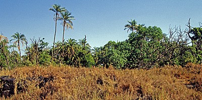 Regenwald - Victoriafälle