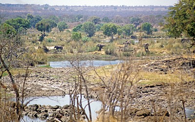 Afrikanische Elefanten (Loxodonta africana) in Ufernähe des Zambezis - Victoria Falls National Park