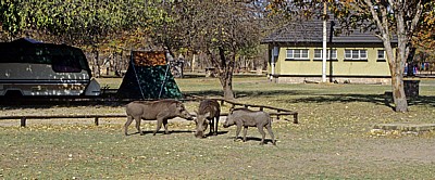 Main Camp: Warzenschweine (Phacochoerus africanus) - Hwange National Park