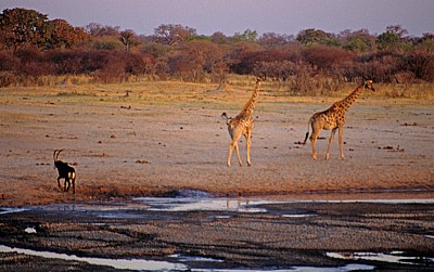 Nyamandhlovu Pan: Rappenantilope (Hippotragus niger) und Giraffen (Giraffa camelopardalis) - Hwange National Park