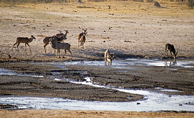 Nyamandhlovu Pan: Große Kudus (Tragelaphus strepsiceros) - Hwange National Park