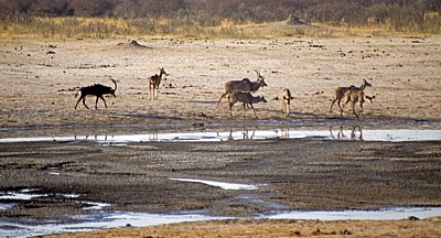 Nyamandhlovu Pan: Große Kudus (Tragelaphus strepsiceros) - Hwange National Park