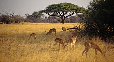Schirmakazie (Acacia tortilis) - Hwange National Park
