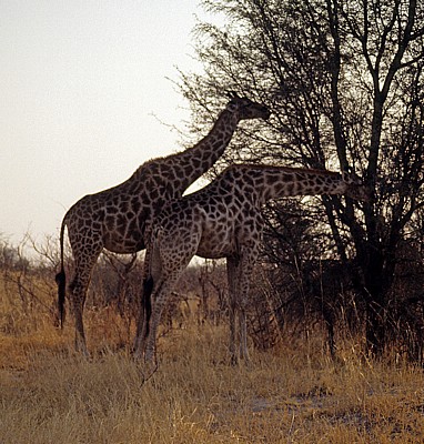Giraffen (Giraffa camelopardalis) - Hwange National Park