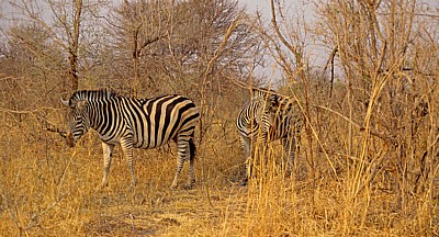 Steppenzebras (Burchell-Zebra, Equus quagga burchelli) - Hwange National Park