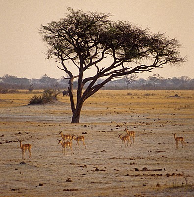 Nyamandhlovu Pan: Impalas (Aepyceros melampus) - Hwange National Park