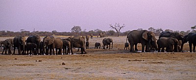 Nyamandhlovu Pan: Afrikanische Elefanten (Loxodonta africana) - Hwange National Park