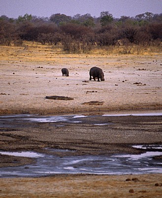 Nyamandhlovu Pan: Flußpferd (Hippopotamus amphibius) mit Jungem - Hwange National Park