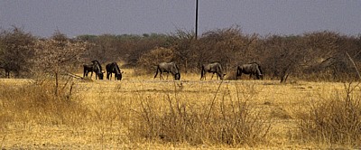 Streifengnus (Connochaetes taurinus) - Hwange National Park