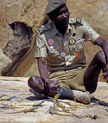 View of the World: Ranger bei der Fütterung von Bunten Plattechsen (Platysaurus intermedius) - Matopos National Park