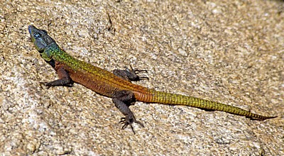 View of the World: Bunte Plattechse (Platysaurus intermedius) - Matopos National Park