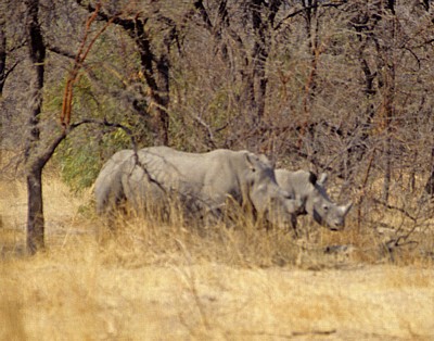 Whovi Wild Area: Breitmaulnashörner (Ceratotherium simum) - Matopos National Park