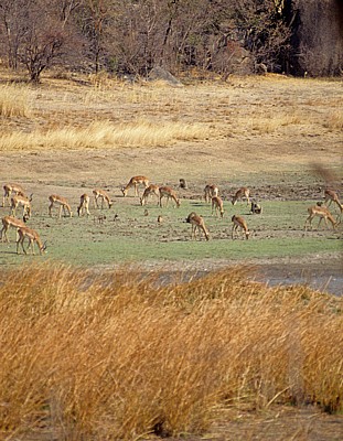 Whovi Wild Area: Impalas (Aepyceros melampus) - Matopos National Park