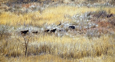 Whovi Wild Area: Rappenantilopen (Hippotragus niger) - Matopos National Park