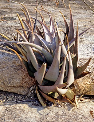 Whovi Wild Area: Echte Aloe (Aloe vera) - Matopos National Park