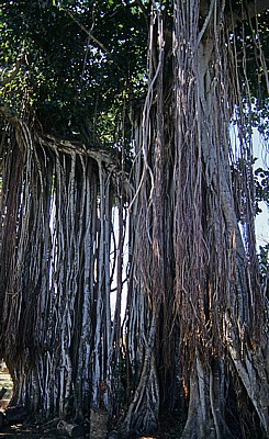 Banyan-Feige (Banyanbaum, Ficus benghalensis) - Triolet