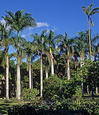 Sir Seewoosagur Ramgoolam Botanical Garden (Pamplemousses Botanical Garden): Königspalmen (Roystonea regia) - Pamplemousses